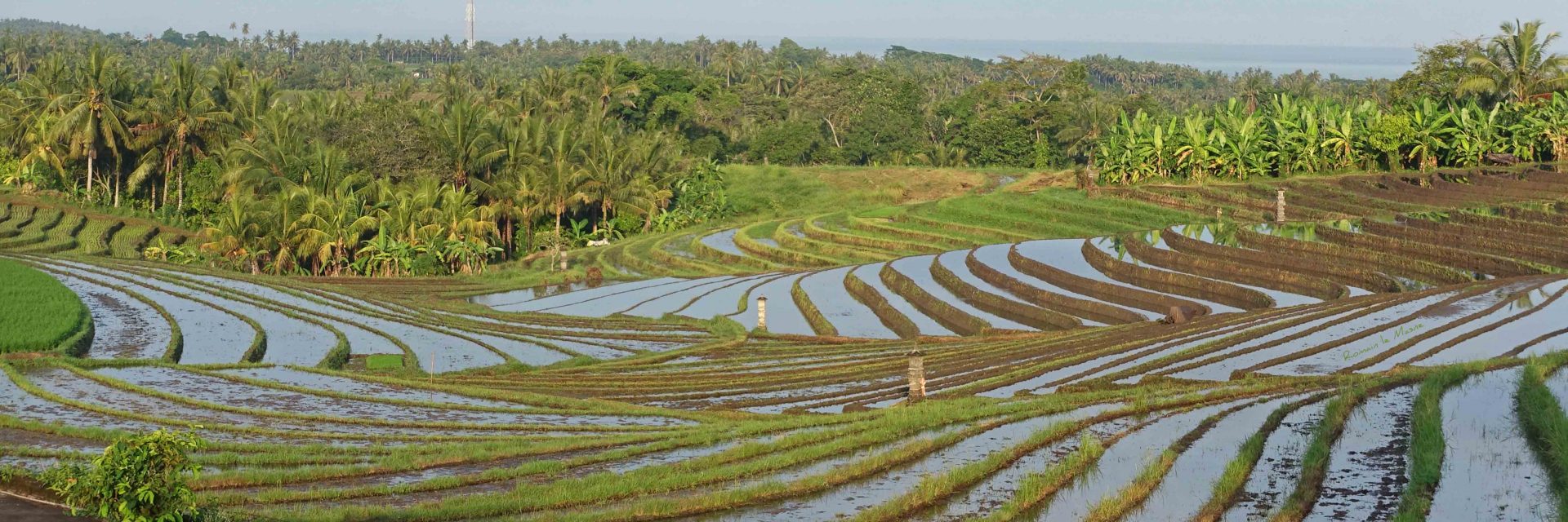 Rice Field - Bali